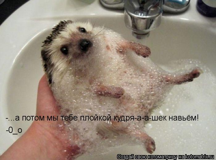 -...а потом мы тебе плойкой кудря-а-а-шек навьём! -0_о... Котоматрица: -...а потом мы тебе плойкой кудря-а-а-шек навьём! -0_о