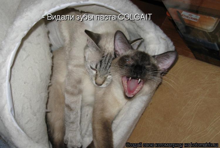 - Видали зубы паста COLGAIT... Котоматрица: - Видали зубы паста COLGAIT