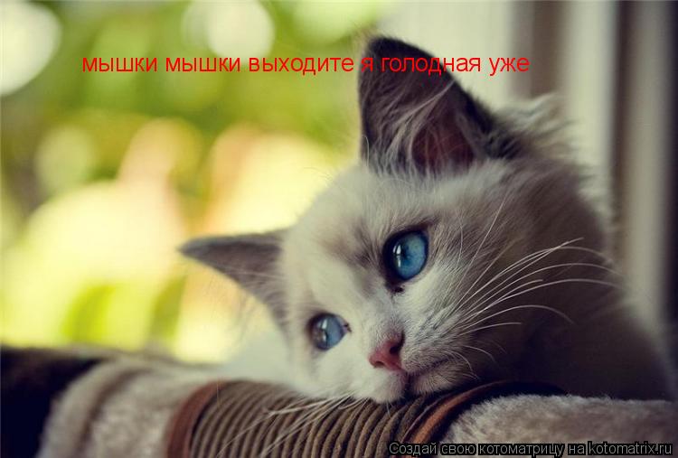 мышки мышки выходите я голодная уже... Котоматрица: мышки мышки выходите я голодная уже
