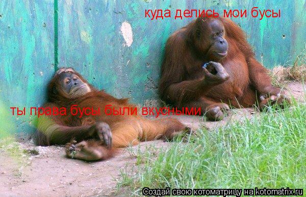 куда делись мои бусы ты права бусы были вкусными... Котоматрица: куда делись мои бусы ты права бусы были вкусными