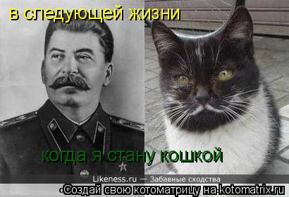 в следующей жизни когда я стану кошкой... Котоматрица: в следующей жизни когда я стану кошкой