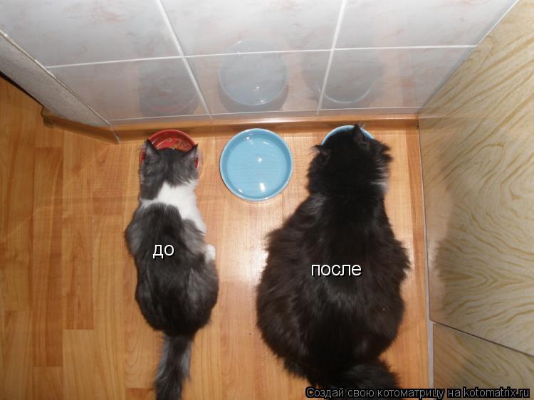 до после... Котоматрица: до после