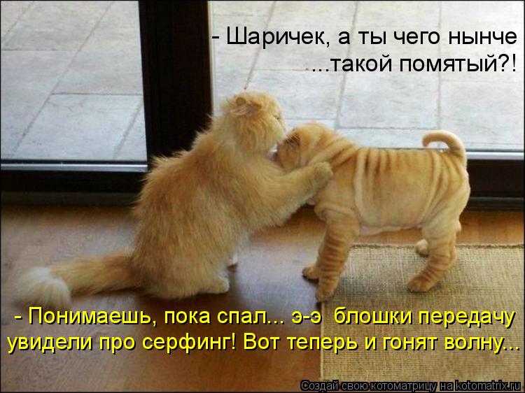 - Шаричек, а ты чего нынче ...такой помятый?! - Понимаешь, пока спал... э-э блошки передачу увидели ... Котоматрица: - Шаричек, а ты чего нынче ...такой помятый?! - Понимаешь, пока спал... э-э блошки передачу увидели про серфинг! Вот теперь и гонят волну...