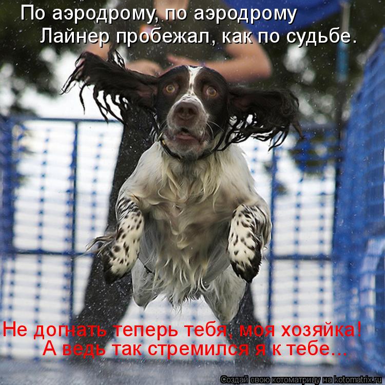 По аэродрому, по аэродрому Лайнер пробежал, как по судьбе. Не догнать теперь тебя, моя хозяйка! А ве... Котоматрица: По аэродрому, по аэродрому Лайнер пробежал, как по судьбе. Не догнать теперь тебя, моя хозяйка! А ведь так стремился я к тебе...