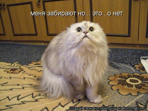 меня забирают но... это...о нет... Котоматрица: меня забирают но... это...о нет