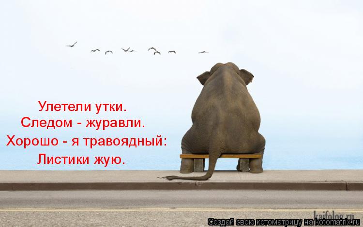Следом - журавли. Хорошо - я травоядный: Улетели утки. Листики жую.... Котоматрица: Следом - журавли. Хорошо - я травоядный: Улетели утки. Листики жую.