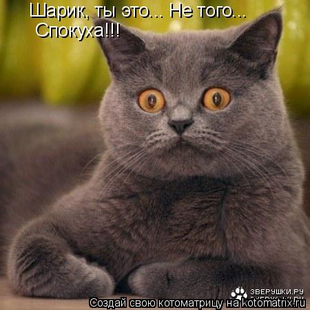 Шарик, ты это... Не того... Спокуха!!!... Котоматрица: Шарик, ты это... Не того... Спокуха!!!