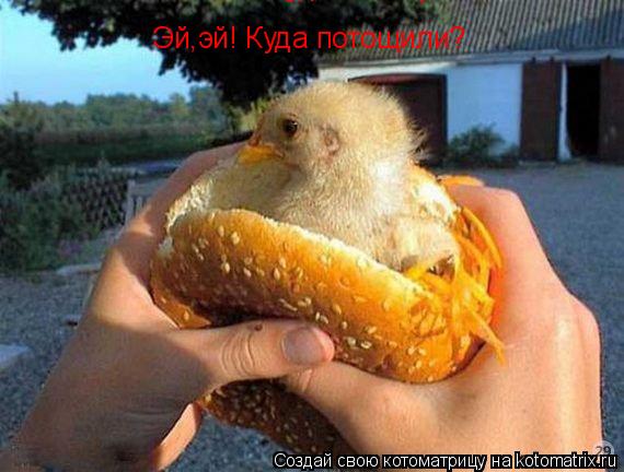 Эй,эй! Куда потощили? Эй,эй! Куда потощили?... Котоматрица: Эй,эй! Куда потощили? Эй,эй! Куда потощили?
