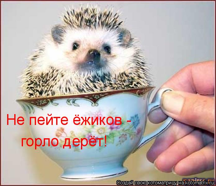 Не пейте ёжиков - горло дерёт!... Котоматрица: Не пейте ёжиков - горло дерёт!