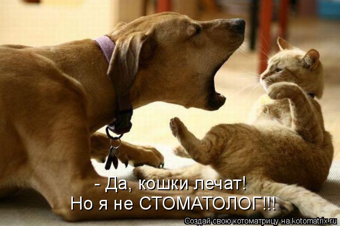 - Да, кошки лечат! Но я не СТОМАТОЛОГ!!!... Котоматрица: - Да, кошки лечат! Но я не СТОМАТОЛОГ!!!