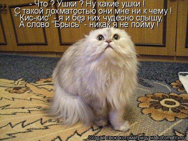 - Что ? Ушки ? Ну какие ушки ! С такой лохматостью они мне ни к чему ! " Кис-кис" - я и без них чудес... Котоматрица: - Что ? Ушки ? Ну какие ушки ! С такой лохматостью они мне ни к чему ! " Кис-кис" - я и без них чудесно слышу, А слово "Брысь" - никак я не пойму !