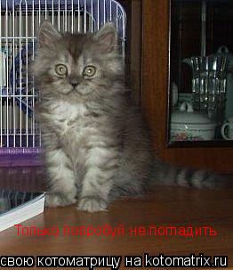 Только попробуй не погладить... Котоматрица: Только попробуй не погладить