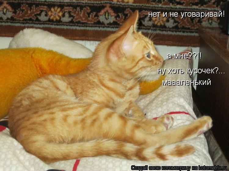 а мне??!! нет и не уговаривай! ну хоть кусочек?... маааленький маааленький... Котоматрица: а мне??!! нет и не уговаривай! ну хоть кусочек?... маааленький маааленький