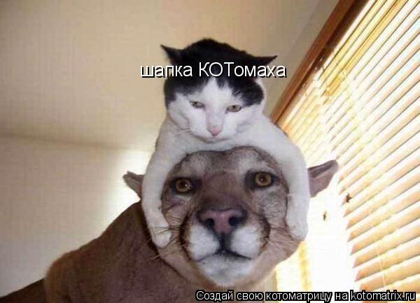 шапка КОТомаха... Котоматрица: шапка КОТомаха