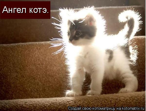 Ангел котэ.... Котоматрица: Ангел котэ.