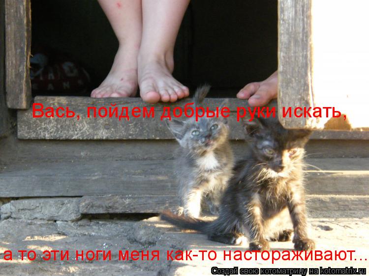 Котоматрица: Вась, пойдем добрые руки искать, а то эти ноги меня как-то настораживают...