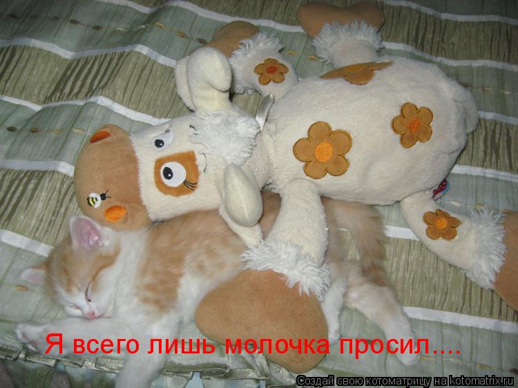 Я всего лишь молочка просил....... Котоматрица: Я всего лишь молочка просил....