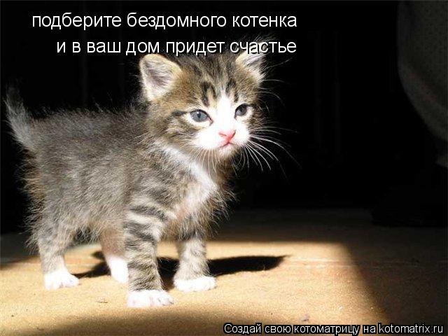 подберите бездомного котенка подберите бездомного котенка подберите бездомного котенка и в ваш дом пр... Котоматрица: подберите бездомного котенка подберите бездомного котенка подберите бездомного котенка и в ваш дом придет счастье и в ваш дом придет счас