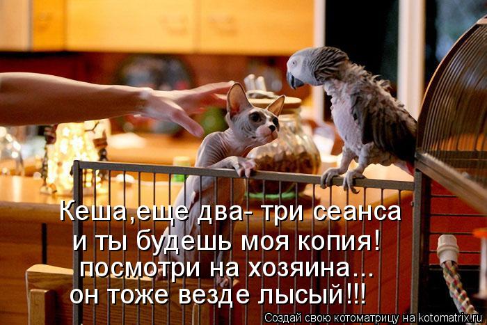 Кеша Кеша,еще два- три сеанса и ты будешь моя копия! посмотри на хозяина... он тоже везде лысый!!!... Котоматрица: Кеша Кеша,еще два- три сеанса и ты будешь моя копия! посмотри на хозяина... он тоже везде лысый!!!