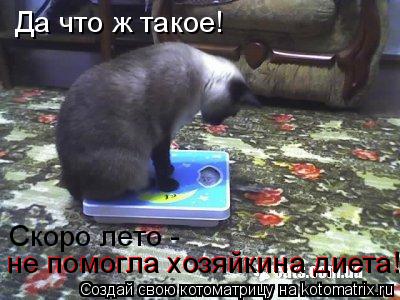 Да что ж такое! Скоро лето - не помогла хозяйкина диета! не помогла хозяйкина диета!... Котоматрица: Да что ж такое! Скоро лето - не помогла хозяйкина диета! не помогла хозяйкина диета!