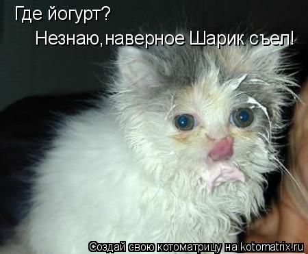 Где йогурт? Незнаю,наверное Шарик съел!... Котоматрица: Где йогурт? Незнаю,наверное Шарик съел!