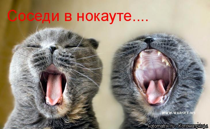 Соседи в нокауте....... Котоматрица: Соседи в нокауте....
