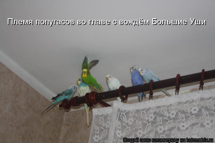 Котоматрица: Племя попугасов во главе с вождём Большие Уши