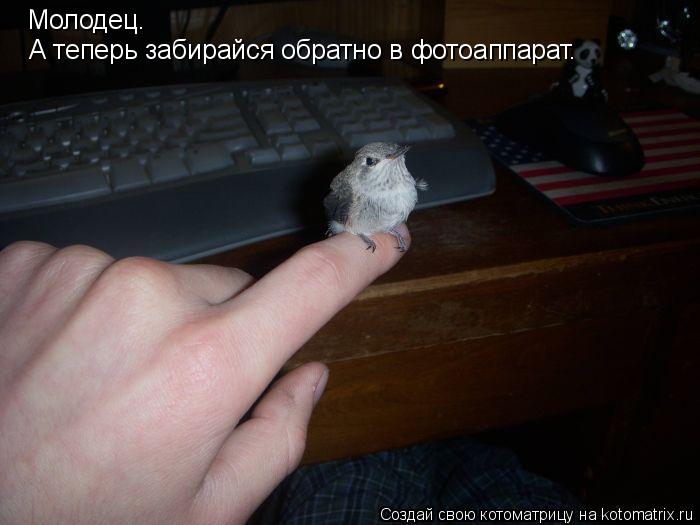 Молодец. А теперь забирайся обратно в фотоаппарат.... Котоматрица: Молодец. А теперь забирайся обратно в фотоаппарат.