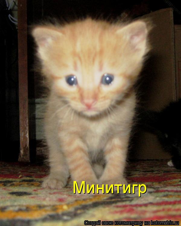Минитигр... Котоматрица: Минитигр
