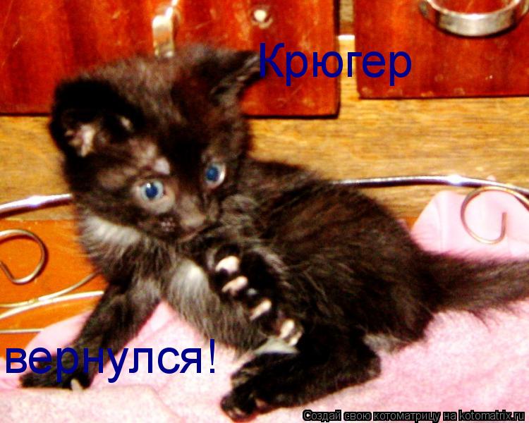 Крюгер вернулся!... Котоматрица: Крюгер вернулся!