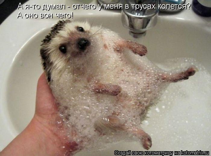 А я-то думал - отчего у меня в трусах колется? А оно вон чего!... Котоматрица: А я-то думал - отчего у меня в трусах колется? А оно вон чего!