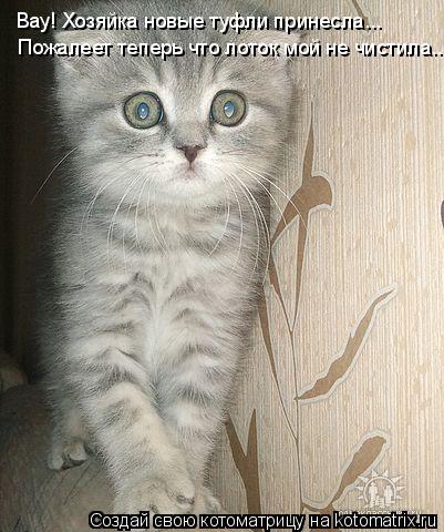 Котоматрица: Вау! Хозяйка новые туфли принесла... Пожалеет теперь что лоток мой не чистила...
