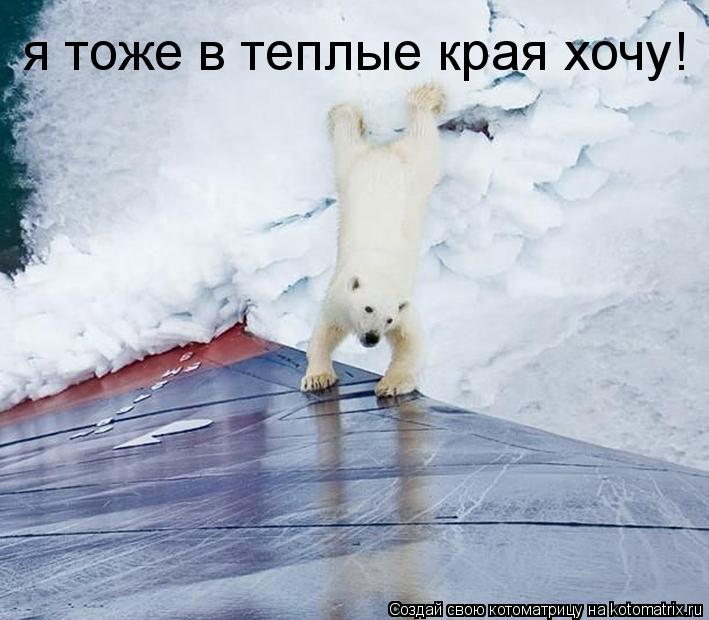 Котоматрица: я тоже в теплые края хочу!