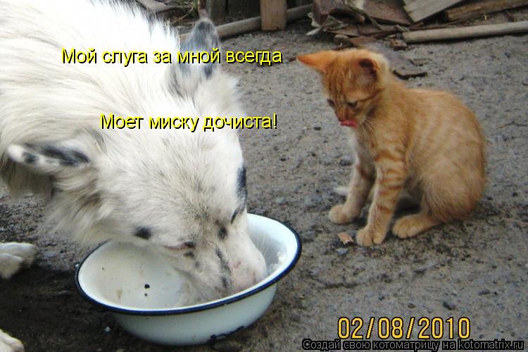 Котоматрица: Мой слуга за мной всегда Моет миску дочиста!