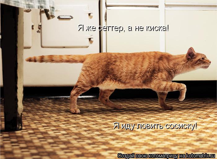 Котоматрица: Я же сеттер, а не киска!  Я иду ловить сосиску!