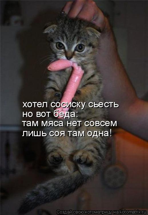 Котоматрица: хотел сосиску сьесть но вот беда: там мяса нет совсем лишь соя там одна!