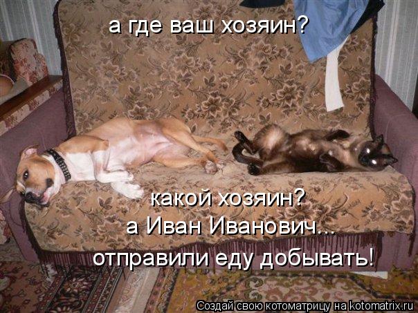 Котоматрица: а где ваш хозяин? какой хозяин? а Иван Иванович... отправили еду добывать!