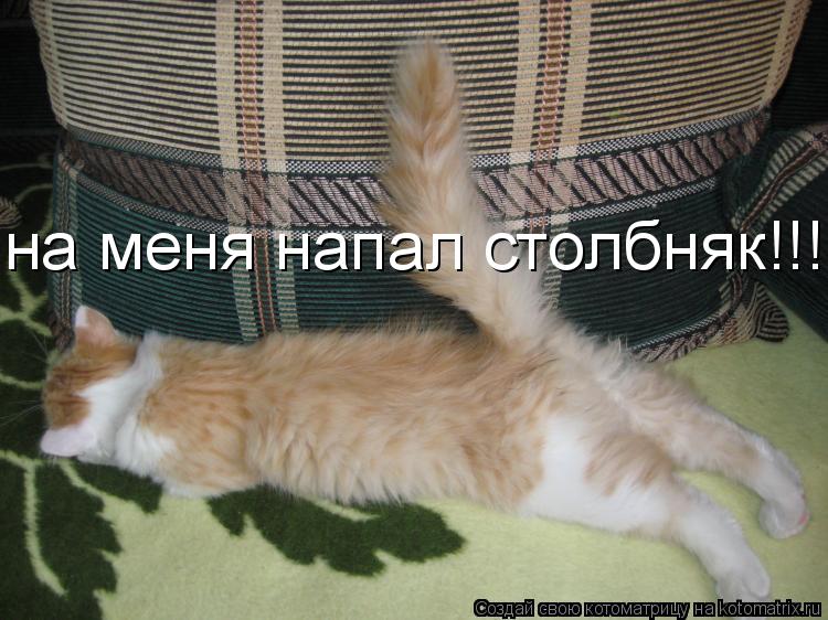 Котоматрица: на меня напал столбняк!!!