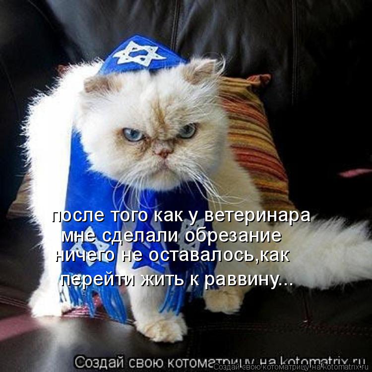 Котоматрица: после того как у ветеринара мне сделали обрезание ничего не оставалось,как перейти жить к раввину...