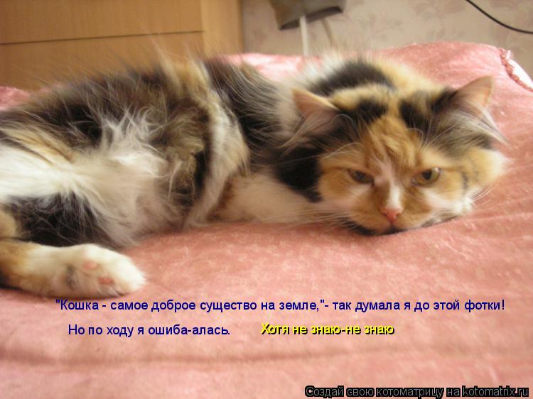 Котоматрица: "Кошка - самое доброе существо на земле,"- так думала я до этой фотки! "Кошка - самое доброе существо на земле,"- так думала я до этой фотки! Но по