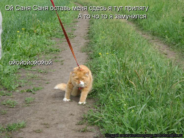 Котоматрица: Ой Саня Саня оставь меня сдесь я тут прилягу А то чо то я замучился ойойойойойой