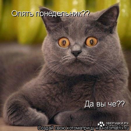 Опять понедельник?? Да вы че??... Котоматрица: Опять понедельник?? Да вы че??