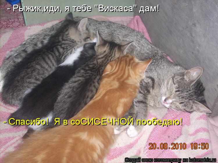 Котоматрица: - Спасибо!  Я в соСИСЕЧНОЙ пообедаю! - Рыжик,иди, я тебе "Вискаса" дам!