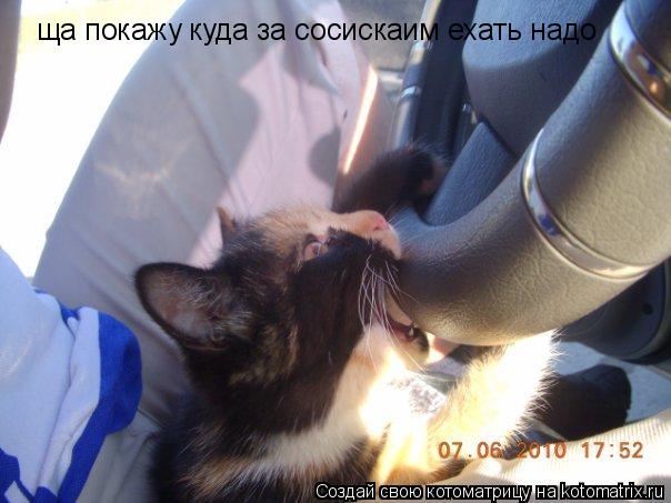 Котоматрица: ща покажу куд  ща покажу куда за сосискаим ехать надо