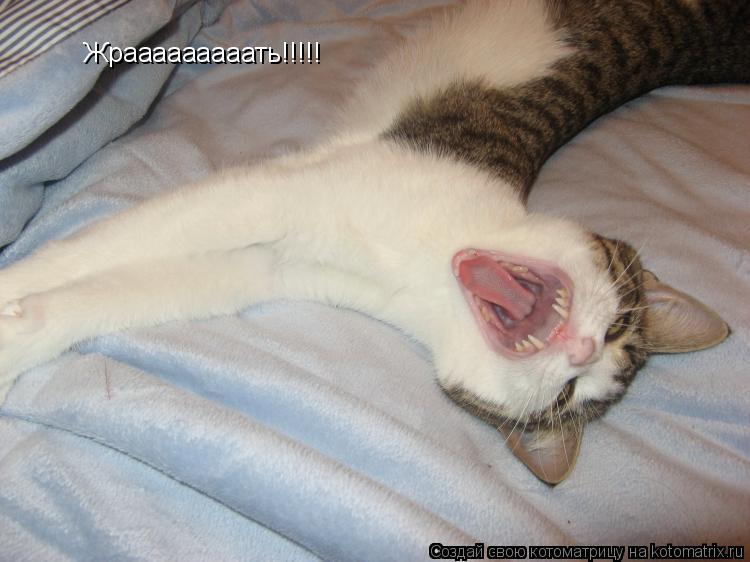 Жрааааааааать!!!!!... Котоматрица: Жрааааааааать!!!!!