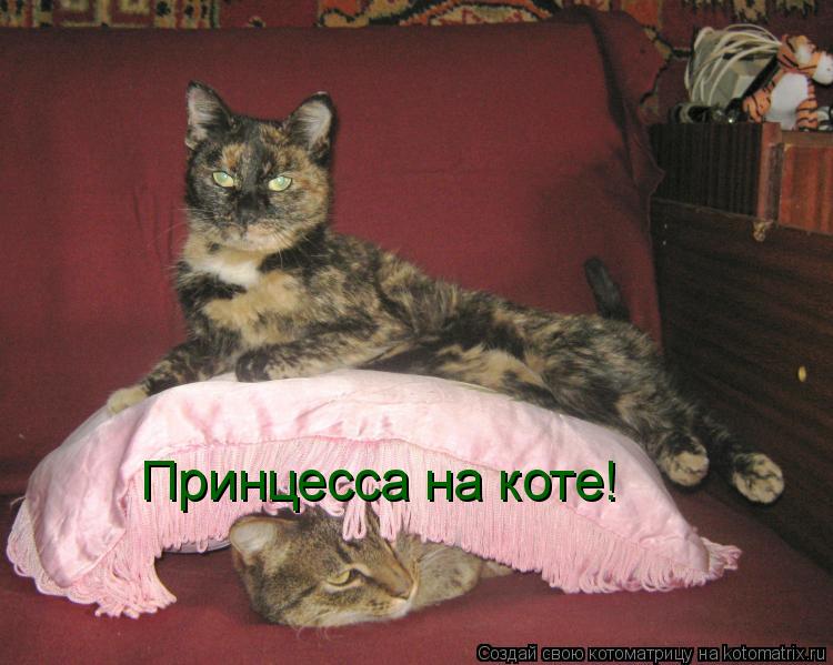 Принцесса на коте!... Котоматрица: Принцесса на коте!