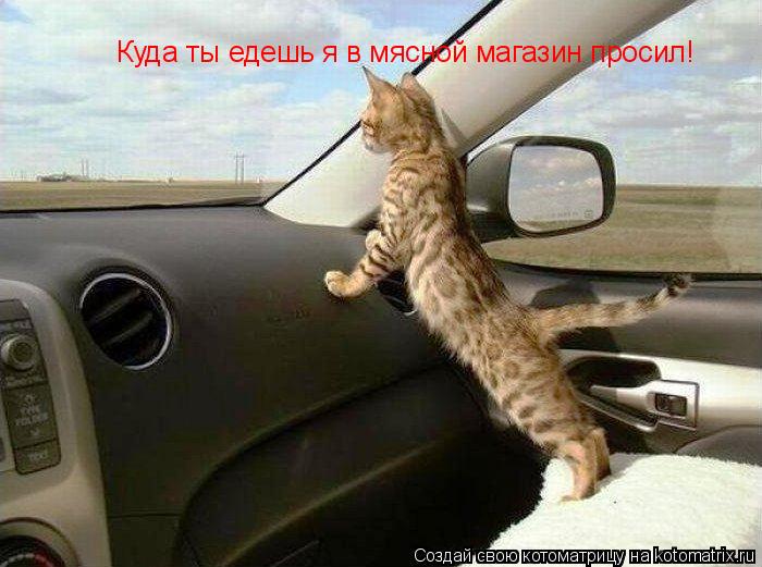 Куда ты едешь я в мясной магазин просил!... Котоматрица: Куда ты едешь я в мясной магазин просил!