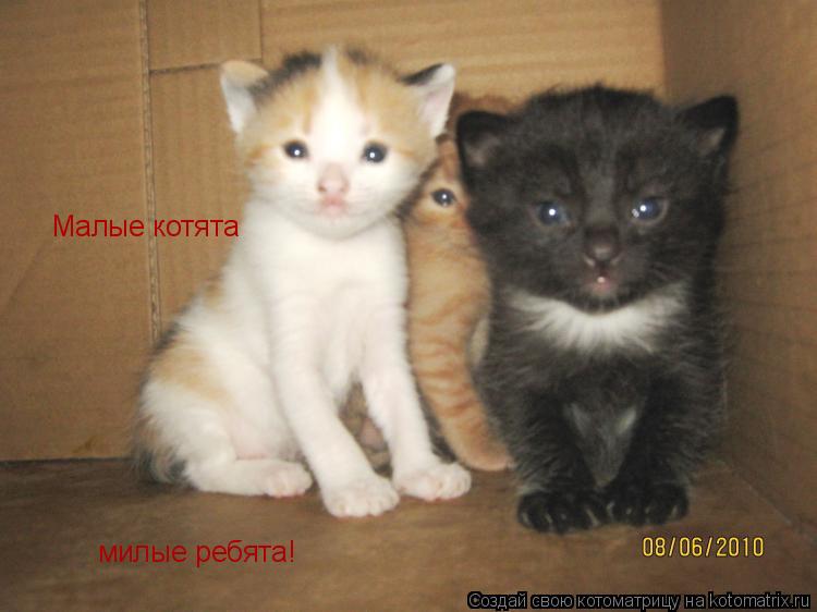 Малые котята милые ребята!... Котоматрица: Малые котята милые ребята!