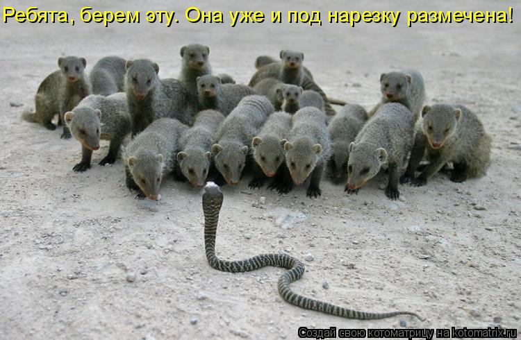 Котоматрица: Ребята, берем эту. Она уже и под нарезку размечена!