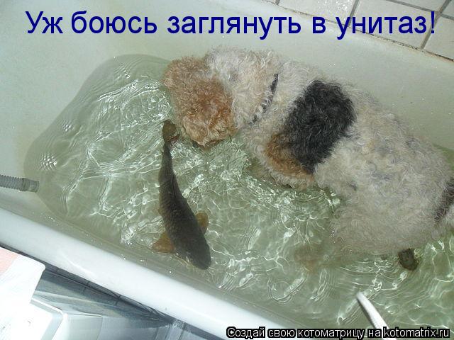 Котоматрица: Уж боюсь заглянуть в унитаз!